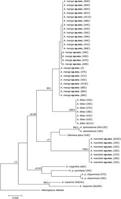 When Giant Stick Insects Play With Colors: Molecular Phylogeny of the Achriopterini and Description of Two New Splendid Species (Phasmatodea: Achrioptera) From Madagascar